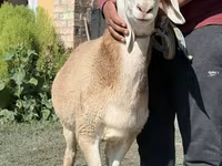Wad, Arashan sheep — sawirka 2