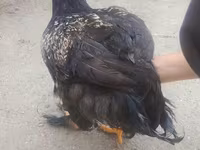 Brahma — foto 3