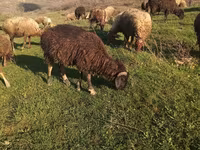 قوچ, گوسفند — عکس 3