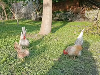 سراما — عکس 5