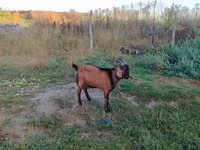 Kozel, Nubian Goat — foto 3