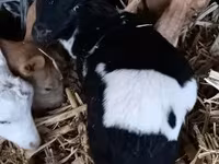 ვერძი, Dorper sheep — ფოტო 2