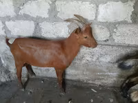 Kozel, Nubian Goat — foto 1