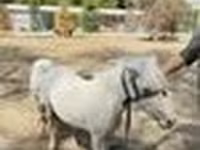 Konji (partija, pol nije naveden), Australian Pony — fotografija 8