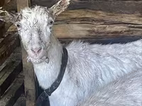 بز ماده, Saanen goat — عکس 1