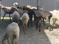 Dume la kondoo, Hissar sheep — picha 2