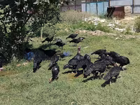 Turkeys — รูปภาพ 2