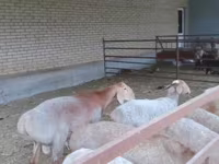 ভেড়ার পাঁঠা, Arashan sheep — ছবি 5