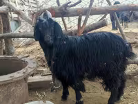 Cabra, Dagestan coarsewool goat — foto 4