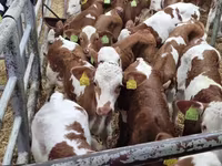 மாடுகள் (தொகுதி, பாலினம் குறிப்பிடப்படவில்லை), Simmental cattle — புகைப்படம் 2