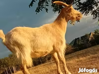 Koza, Saanen goat — foto 3