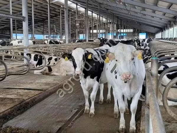 Raza Holstein