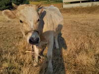 Vacă, Bovine — foto 4