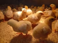 Chickens — 4. fotó