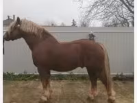 Kuda jantan, Hungarian horse breed — foto 4