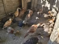 Guinea fowl — 6 зураг