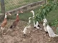 Ducks — լուսանկար 2