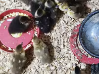 Ducks — fotografija 2