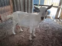 Billy Goat, Goats — photo 3