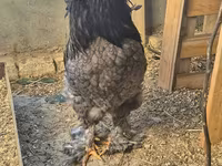 Brahma — foto 8