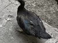Ducks — 사진 3