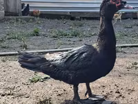 Ducks — Foto 4