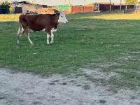 گاو ماده, گاو سفیدسر قزاقستانی — عکس 2