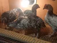 Bantam giapponese — foto 7