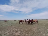 مادیان, Kazakh horse — عکس 1