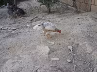 Guinea fowl — 사진 6
