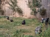 Chickens — 照片 3