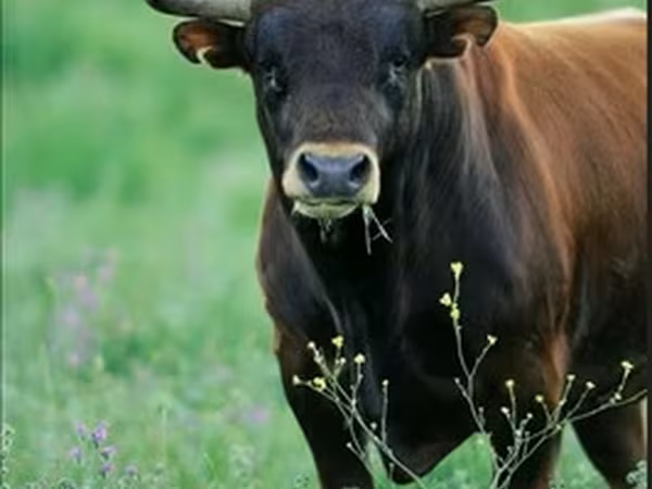 Aberdeen-Angus