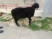 Berbec, Hissar sheep — foto 8