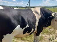 Bulle, Holstein-Rasse — Foto 2