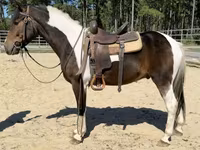 Айғыр, American paint horse — 4-сурет