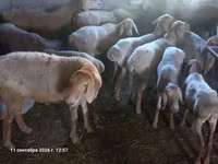 Oaie, Tian-Shan semifinewool sheep — foto 5
