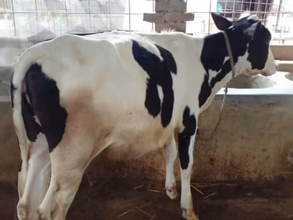Lembu betina, Holstein breed