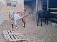 Keçi, Nubian Goat — foto 2