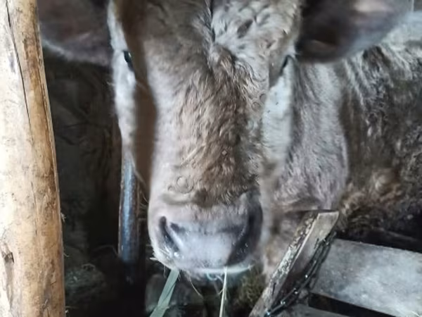 Bull, Aberdeen-Angus — Russia