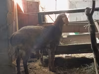 숫양, Rhon sheep — 사진 4
