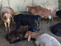 Biri-biri (lot, jantina tidak dinyatakan), Sheep — foto 1