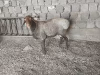 Cừu (lô, chưa xác định giới tính), Hissar sheep — ảnh 1