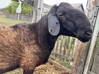 Widder, Hissar sheep — Foto 2