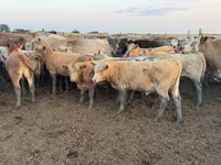گاو و گوساله (گروه، جنسیت مشخص نشده), Swiss cattle — عکس 6