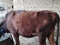 گاو و گوساله (گروه، جنسیت مشخص نشده), گاو — عکس 6