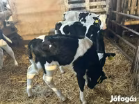 Lembu jantan, Russian Black pied cattle — foto 6