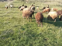 قوچ, گوسفند — عکس 2