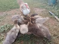 Hausente — Foto 4
