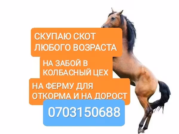 Коњи