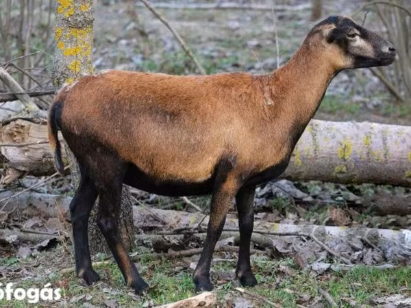 Ovce, Cameroon sheep